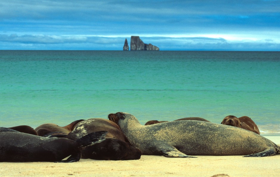 Sea Lions Sunbathe, Galapagos Islands