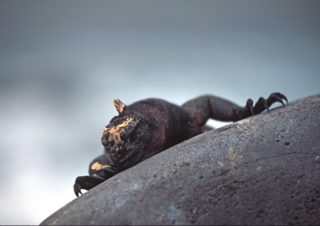 Marine Iguana, Galapagos Islands