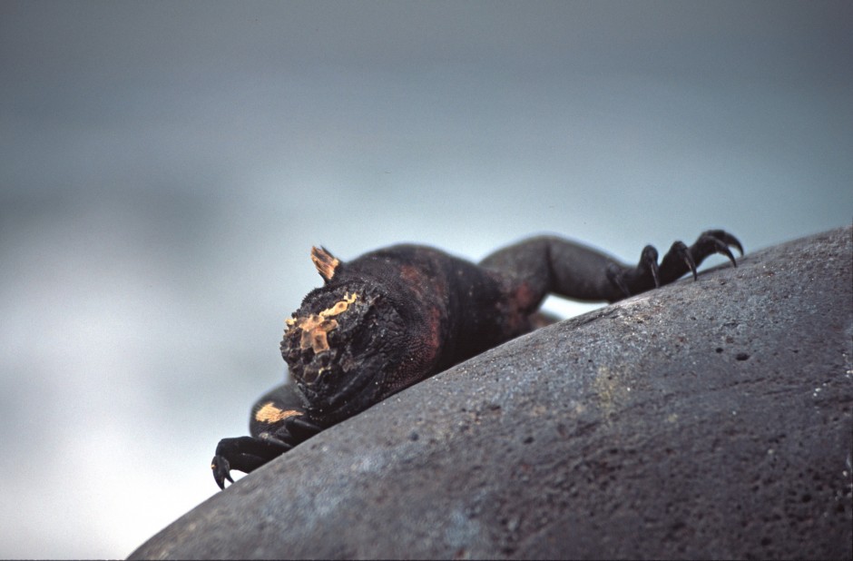 Marine Iguana, Galapagos Islands