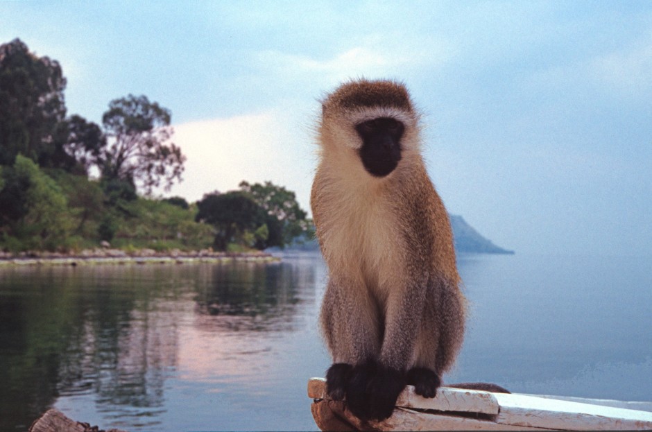 Lost Monkey on Lake Kivu, Rwanda