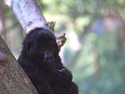 Virunga National Park, D.R. Congo